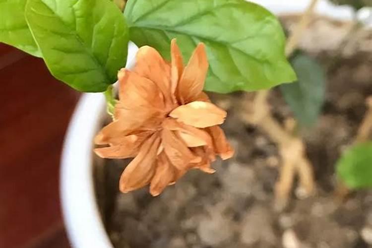 栀子花适不适合新手养？养栀子花有什么要注意的地方？