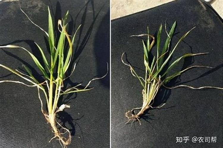 小麦除草剂能和杀菌剂和吡虫啉配