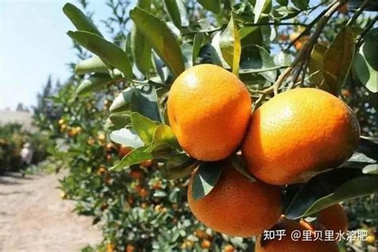 芸苔素跟阿迈素是一样效果的吗？