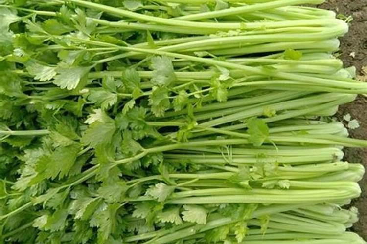 秋月梨落果怎么办