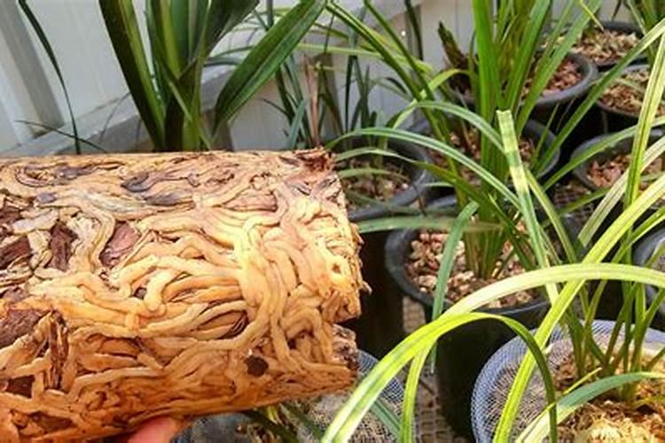 黄腐酸钾冲肥葵花行吗