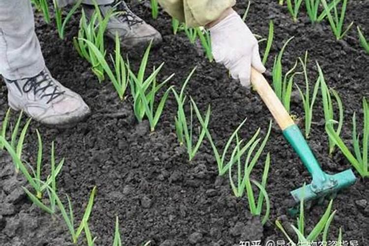 大葱用什么肥料长势好？大葱追施什么肥料效果好？