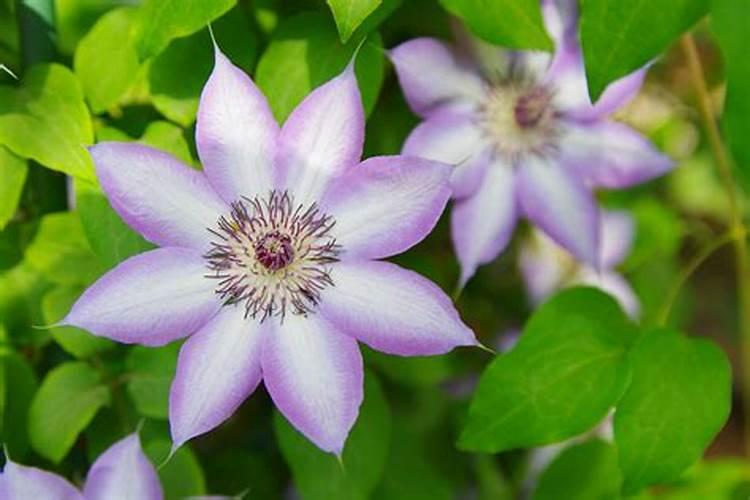 地栽铁线莲冬季可以施肥吗,容易使植株徒长