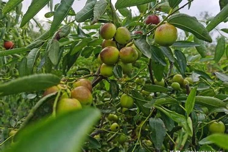 空心菜种子没泡种下能存活吗 空心菜种子几天能发芽