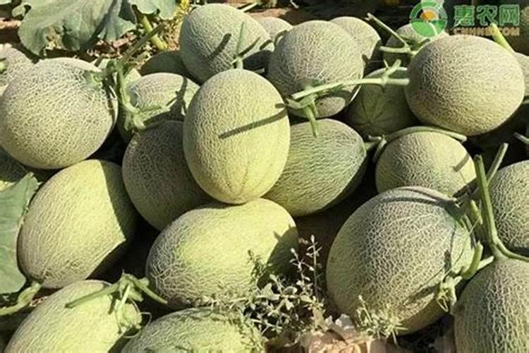 空心菜种子多久发芽