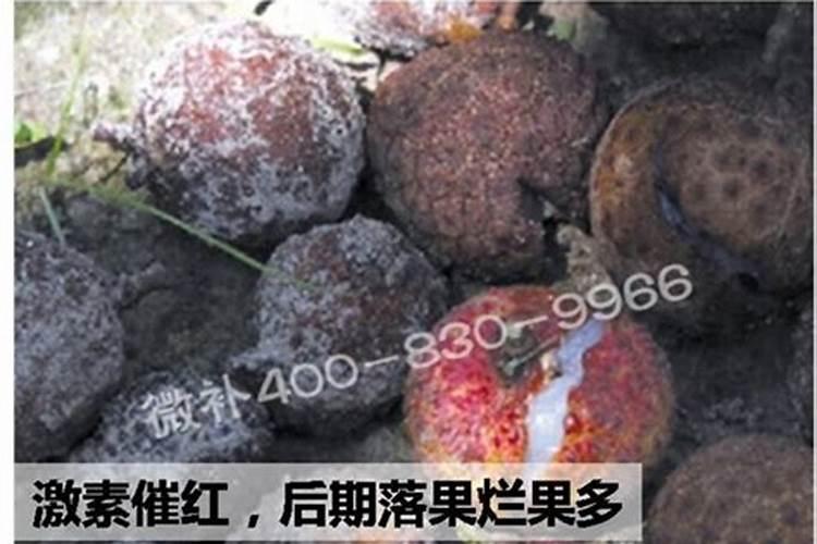 荔枝鸭头绿跟没施磷肥有关吗