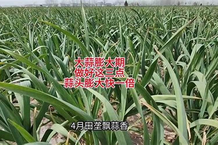 大蒜膨大期用什么肥料上玉米用什么复合肥对下茬种大蒜没有副作用请...