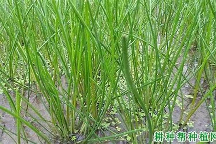 为什么叶绿素a作为水体初级生产力的指标