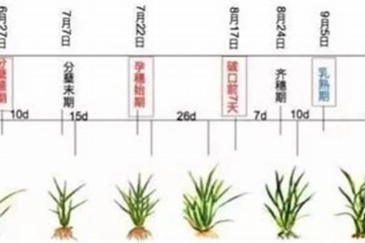 水稻一般施几次肥