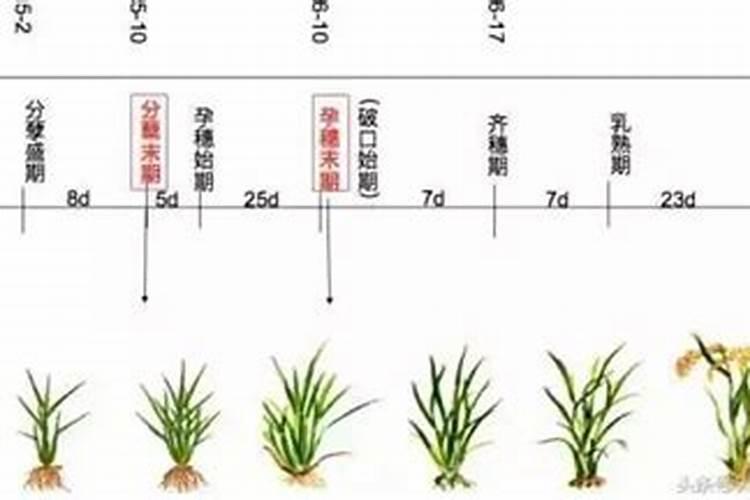 玉米底肥用红颗粒钾肥好还是用白色小颗粒水溶钾肥好？