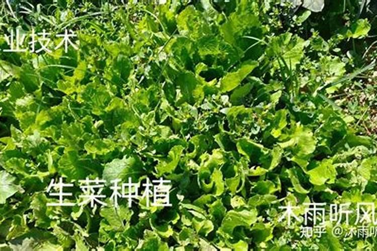 100斤水放多少尿素浇菜