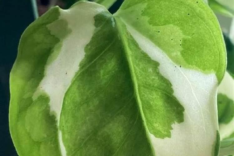 小麦什么时候喷芸苔素 如何喷施效果好