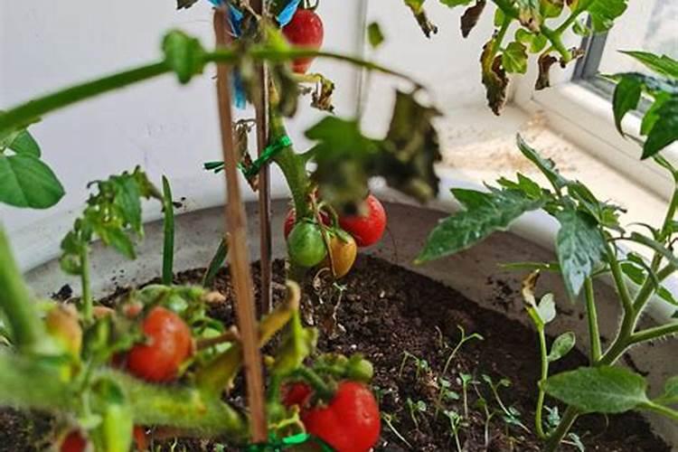 果树秋季施氮肥可以吗