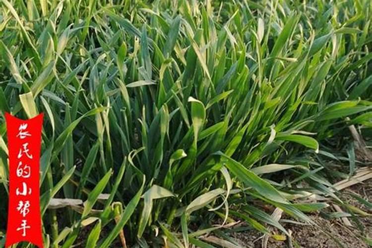 兰花如何施氮肥