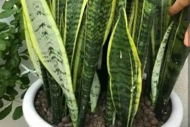 玉米施尿素好还是硝酸磷好？