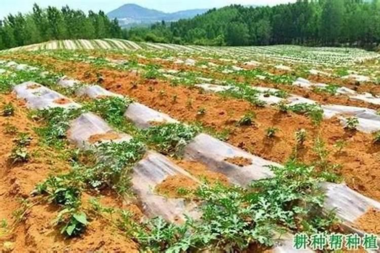 露地西瓜栽培技术
