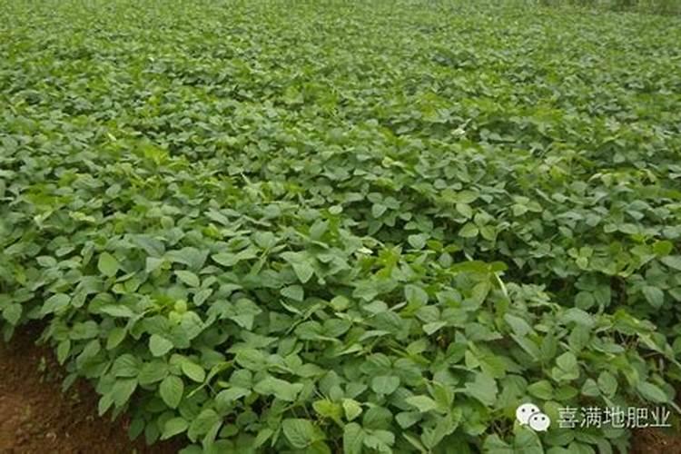 阳光玫瑰葡萄硬核中后期冲施磷酸二氢钾好吗