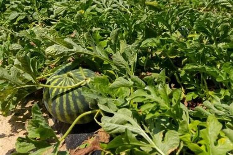 西瓜种植技术与管理方法