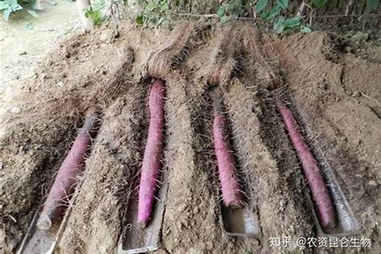 芸苔素对草莓长茎有用吗