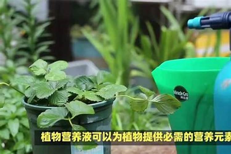 叶面喷施硼肥的最佳时间