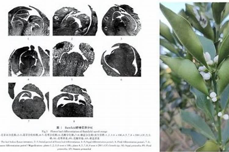 促花芽分化特效药