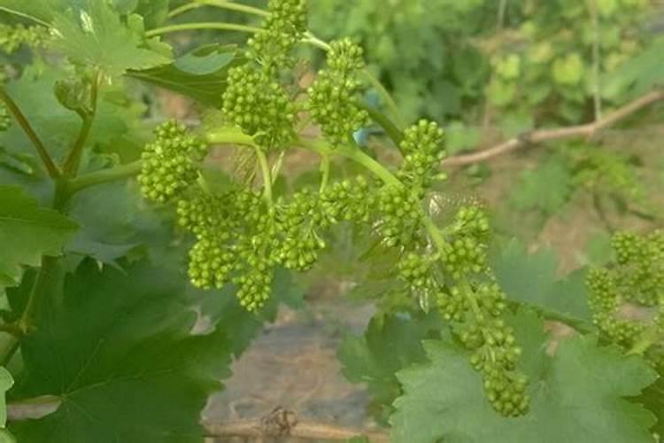 茶梅花施什么肥最好