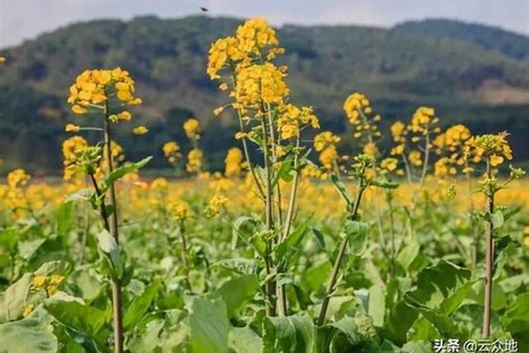 油菜该怎么施磷肥呢？油菜磷肥使用注意事项有哪些？