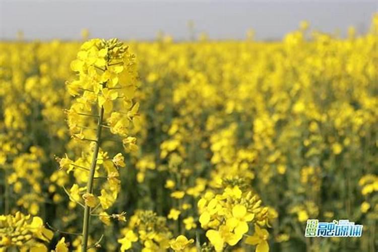 油菜叶面施肥时间及方法花卉百科