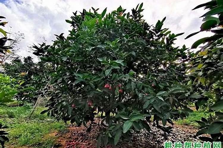 莲雾大量开花适合施硝酸钾肥吗？