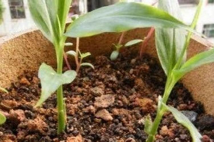 棉花高产施肥技巧