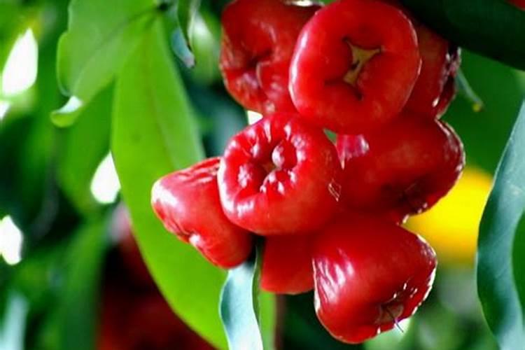 莲雾种植甜度要高,怎么种植？