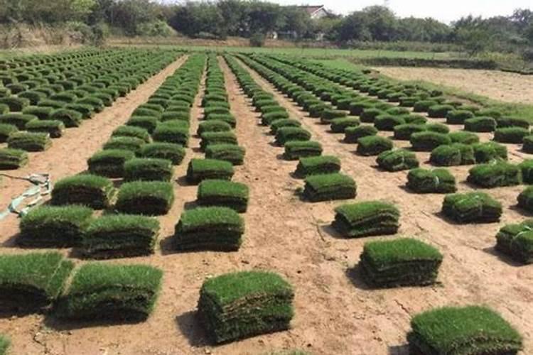 马尼拉草怎么种？马尼拉草皮种植技术