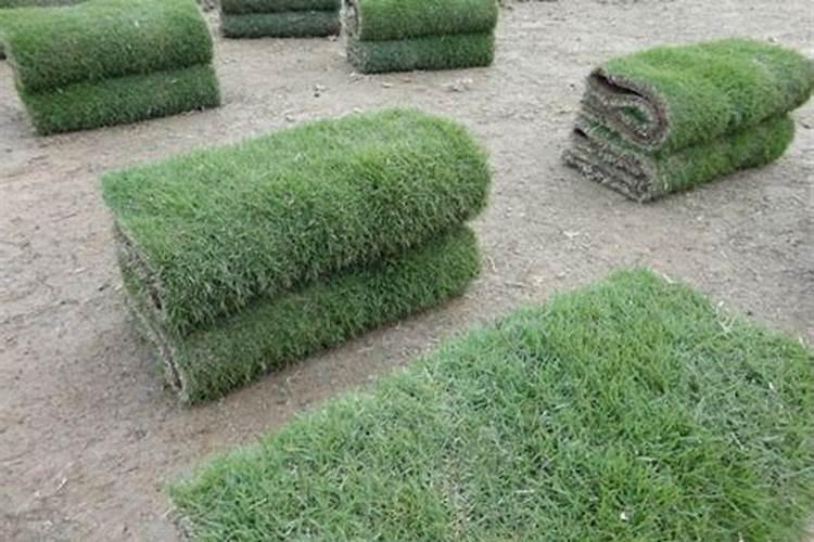 马尼拉草皮怎么让它更快的生长