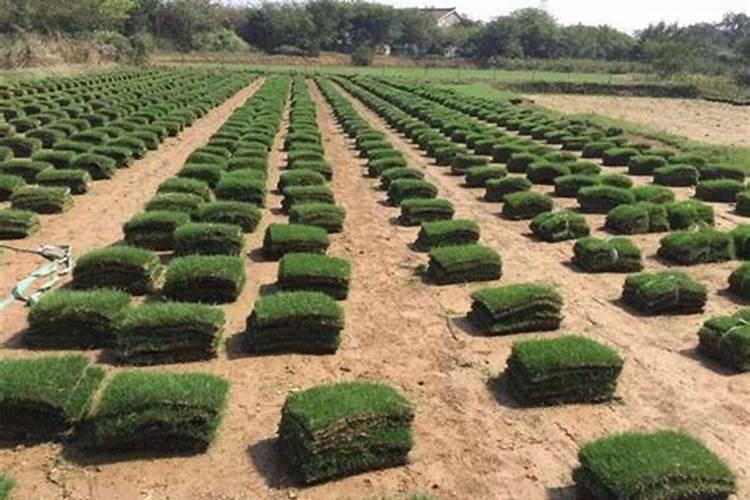 马尼拉草皮施什么肥生长快