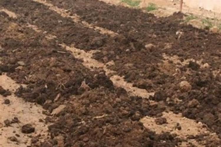 西红柿使用什么肥料最好？