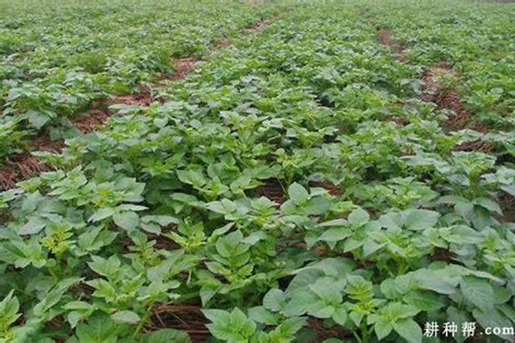 小麦拔节期出现黄叶和干尖的原因是什么 如何防治