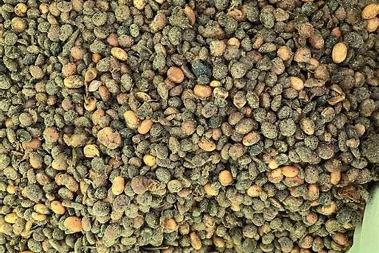 养花需要施肥吗？怎样分辨自己应该用哪种肥？