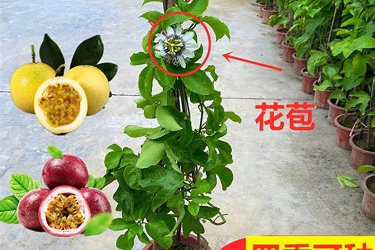 百香果种植技术