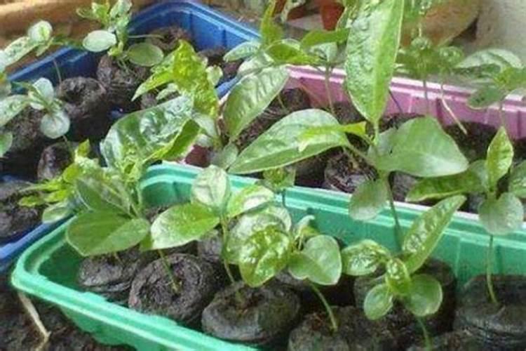 种百香果小苗,生根粉和肥料是怎么用的？