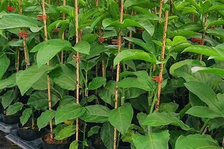 种植百香果,幼苗管理主要是要注意哪些方面？