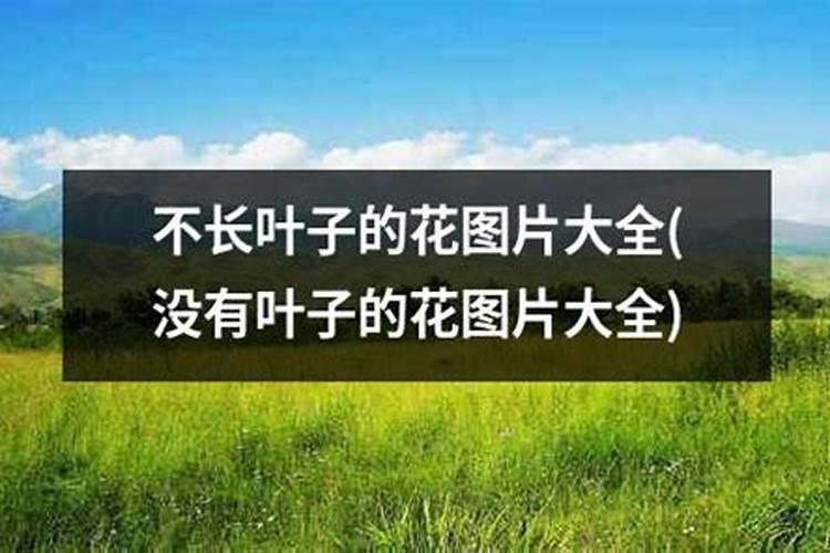 君子兰施什么肥容易开花