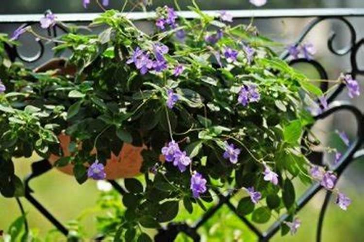 什么花可以给它浇点钙片吗？