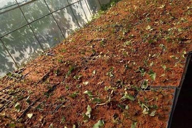 百香果如何科学使用叶面肥？