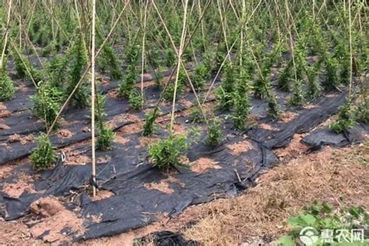 百部药材如何种植？