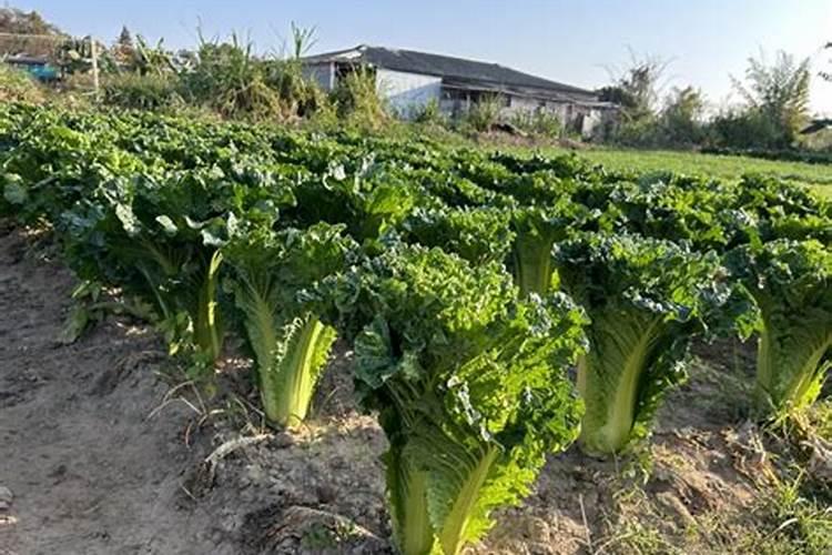 磷酸二氢钾控旺最佳用量