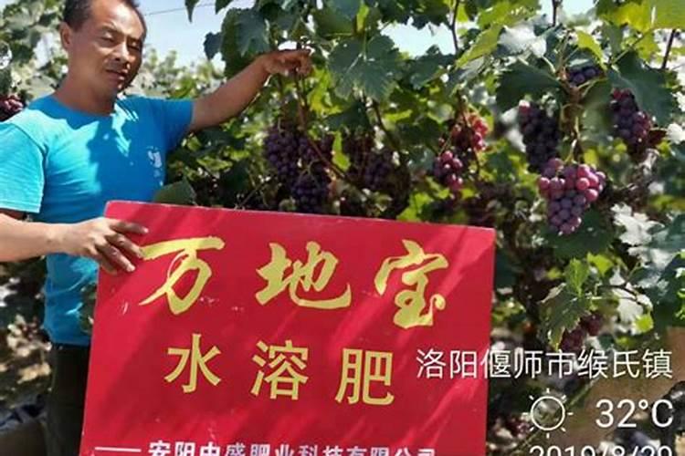 尿素大颗粒和小颗粒有什么区别 大颗粒尿素好还是小颗粒尿素好