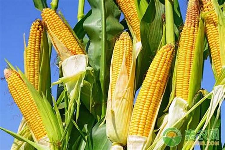 盐碱地如何种植大豆和玉米