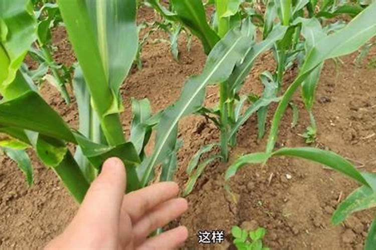江西蔬菜叶面肥木醋液