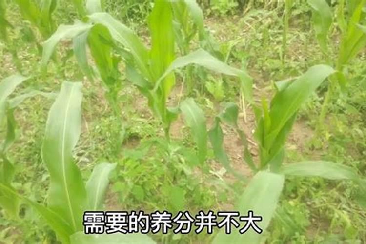 什么时候玉米能喷食用醋？