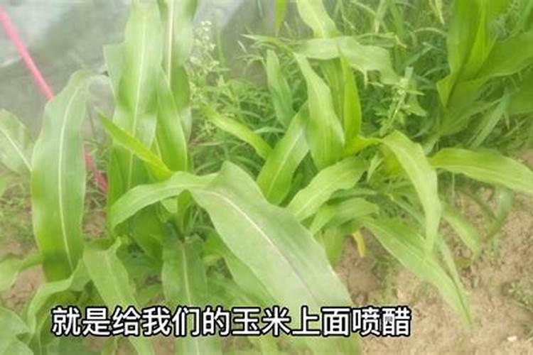 玉米喷施叶面肥效果怎么样
